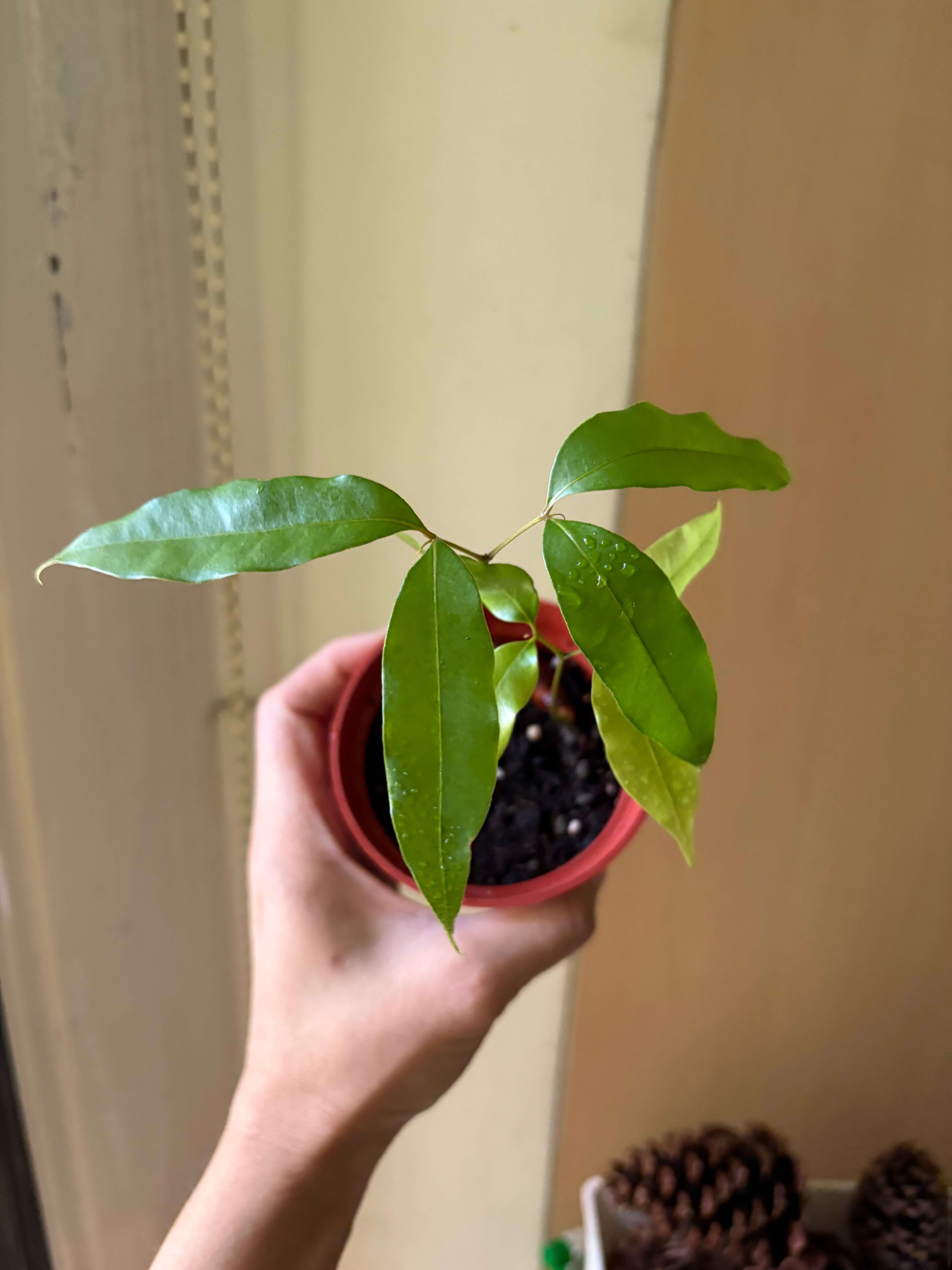 8 18 A2eb0b8d E672 4a31 803d 7178a9558bd5